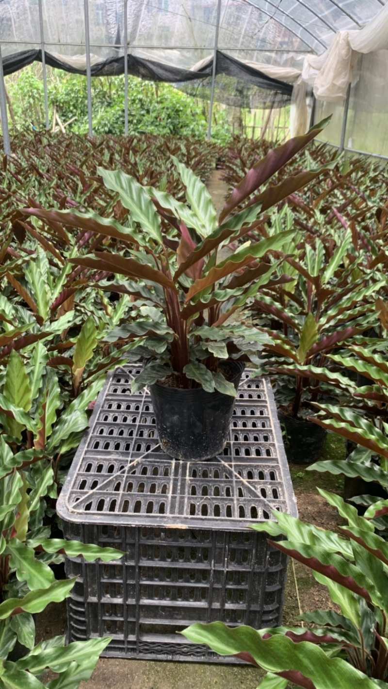 波浪竹芋基地直销精选发货质量保证价格优