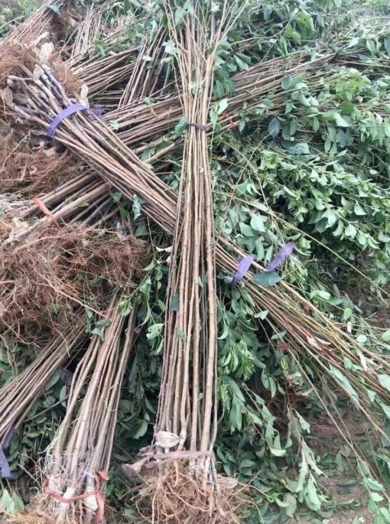 李子苗树苗特大嫁接当年结果四川早熟晚熟脆红李青脆李