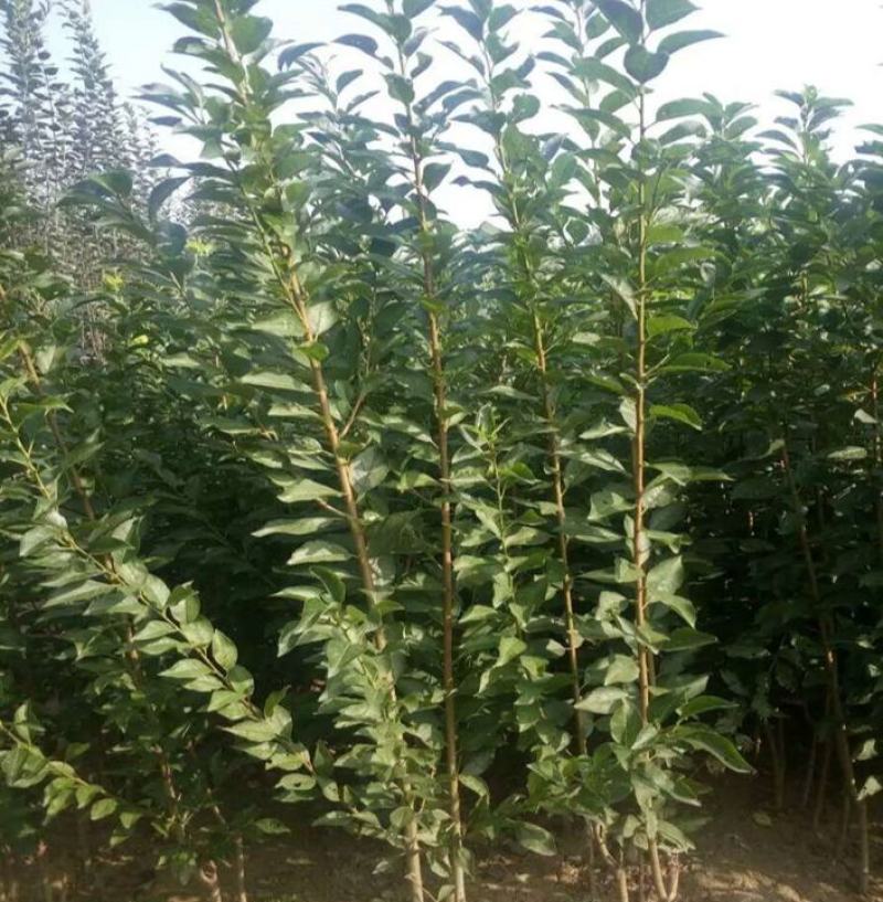 李子苗树苗特大嫁接当年结果四川早熟晚熟脆红李青脆李