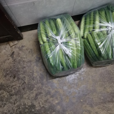 白黄瓜