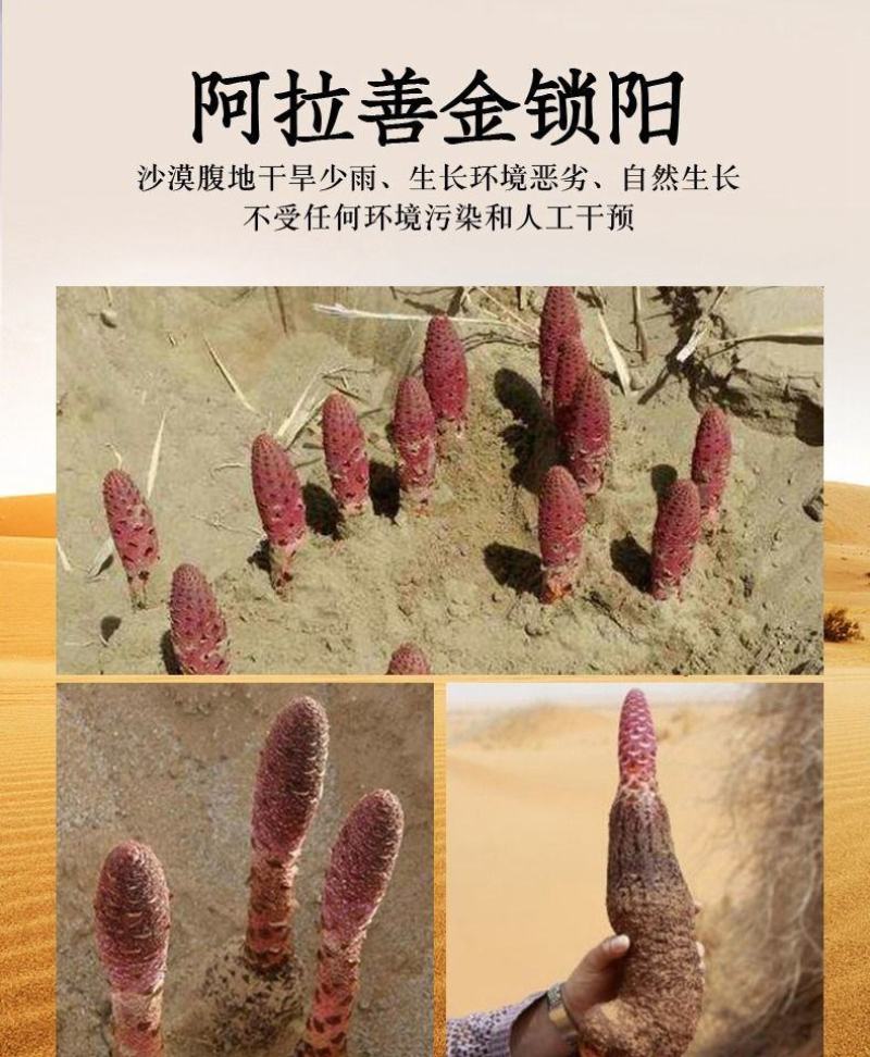 锁阳鲜干片