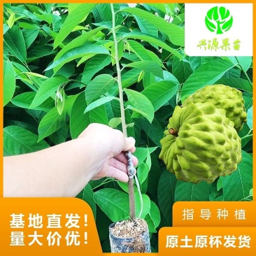台湾凤梨释迦苗供技术指导原土原杯发货成活率高