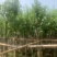 宫粉紫荆5公分到8公分诚信经营价格优惠可视频