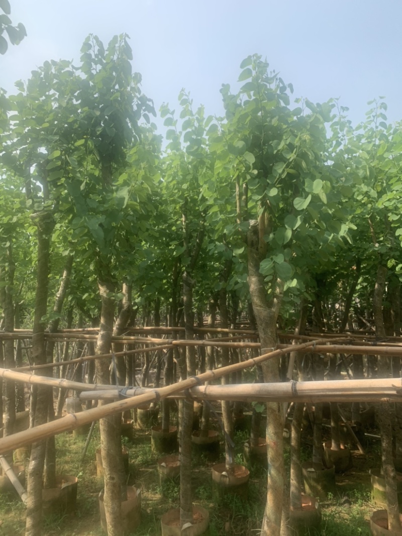 宫粉紫荆5公分到8公分诚信经营价格优惠可视频
