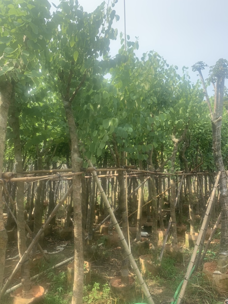 宫粉紫荆5公分到8公分诚信经营价格优惠可视频