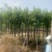 宫粉紫荆5公分到8公分诚信经营价格优惠可视频