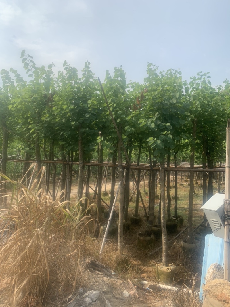 宫粉紫荆5公分到8公分诚信经营价格优惠可视频