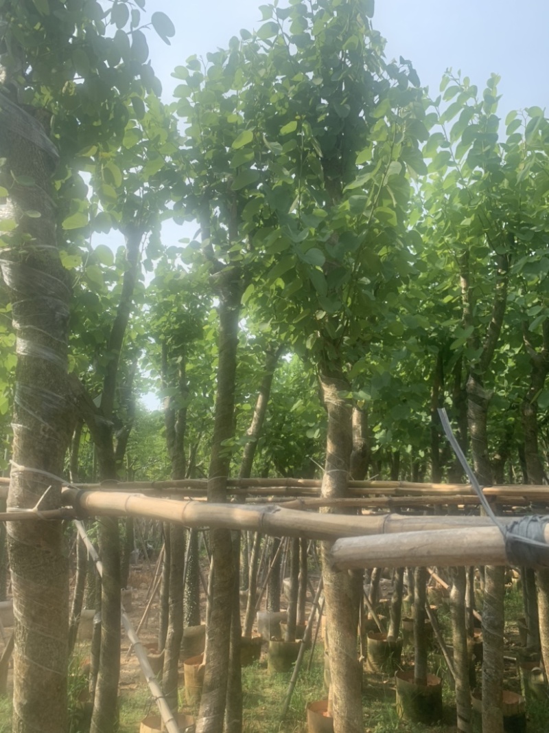 宫粉紫荆5公分到8公分诚信经营价格优惠可视频