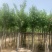 宫粉紫荆5公分到8公分诚信经营价格优惠可视频