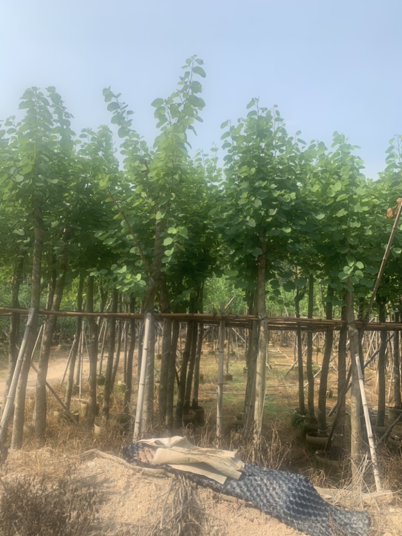 宫粉紫荆5公分到8公分诚信经营价格优惠可视频