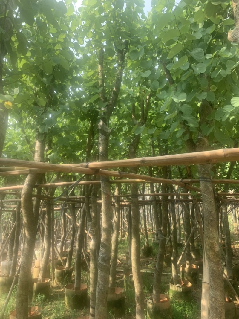 宫粉紫荆5公分到8公分诚信经营价格优惠可视频