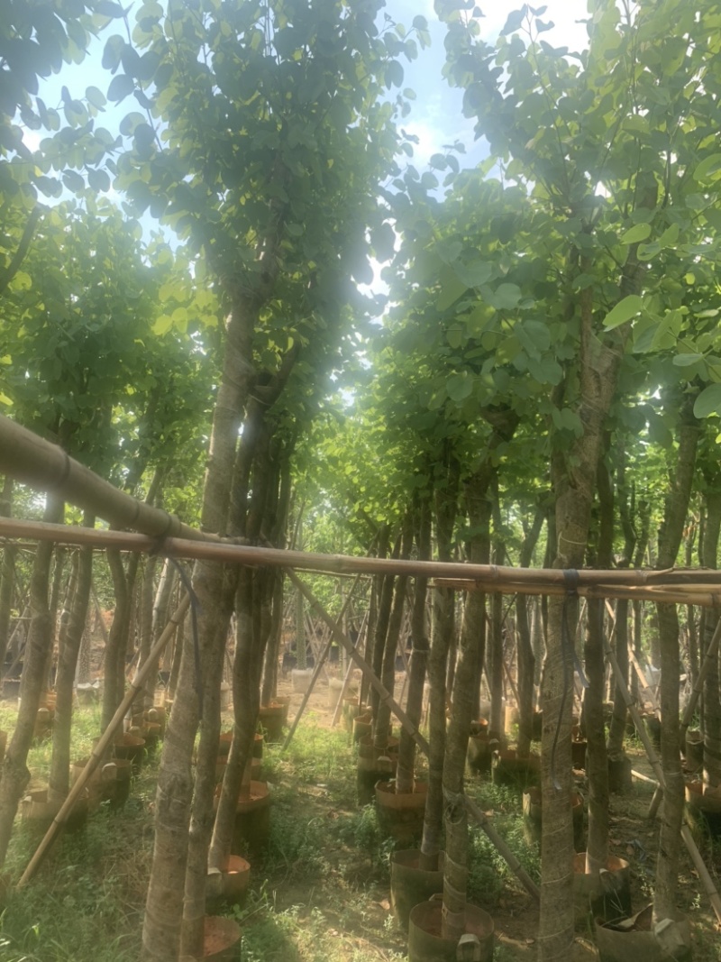 宫粉紫荆5公分到8公分诚信经营价格优惠可视频