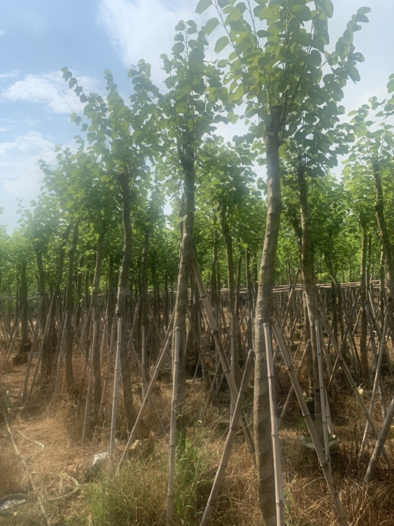 宫粉紫荆5公分到8公分诚信经营价格优惠可视频