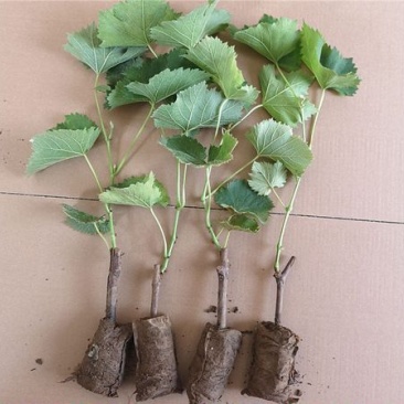 大果耐寒葡萄苗巨峰葡萄树苗南方北方种植当年结果盆栽地栽果