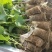 大果耐寒葡萄苗巨峰葡萄树苗南方北方种植当年结果盆栽地栽果