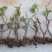 大果耐寒葡萄苗巨峰葡萄树苗南方北方种植当年结果盆栽地栽果