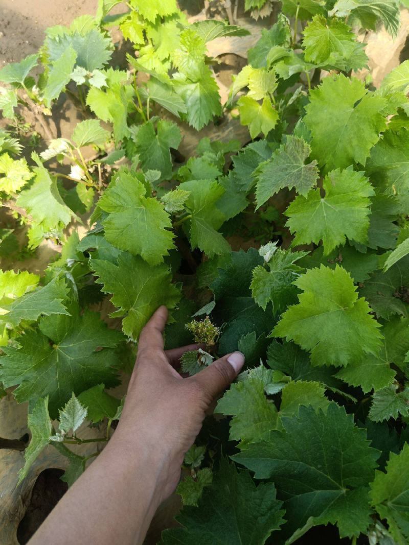 大果耐寒葡萄苗巨峰葡萄树苗南方北方种植当年结果盆栽地栽果