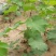 大果耐寒葡萄苗巨峰葡萄树苗南方北方种植当年结果盆栽地栽果