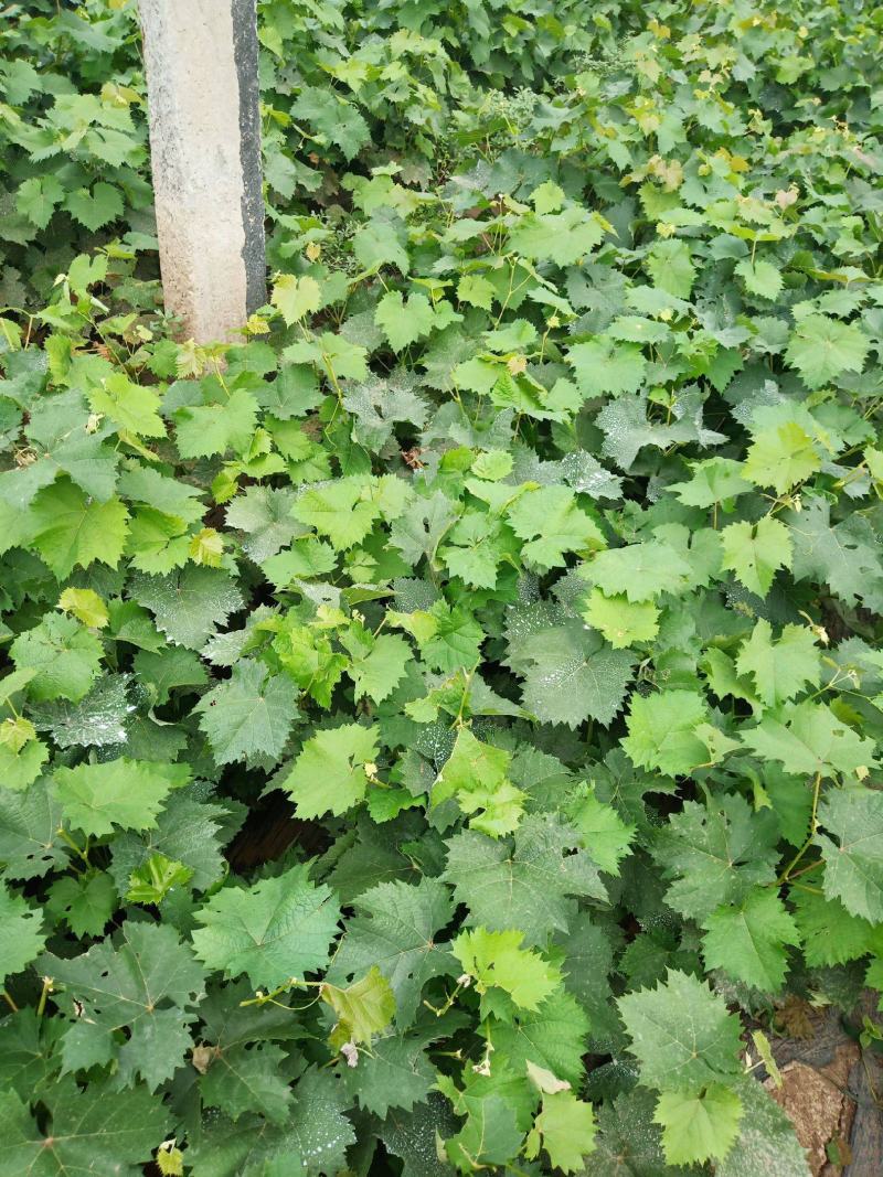 大果耐寒葡萄苗巨峰葡萄树苗南方北方种植当年结果盆栽地栽果