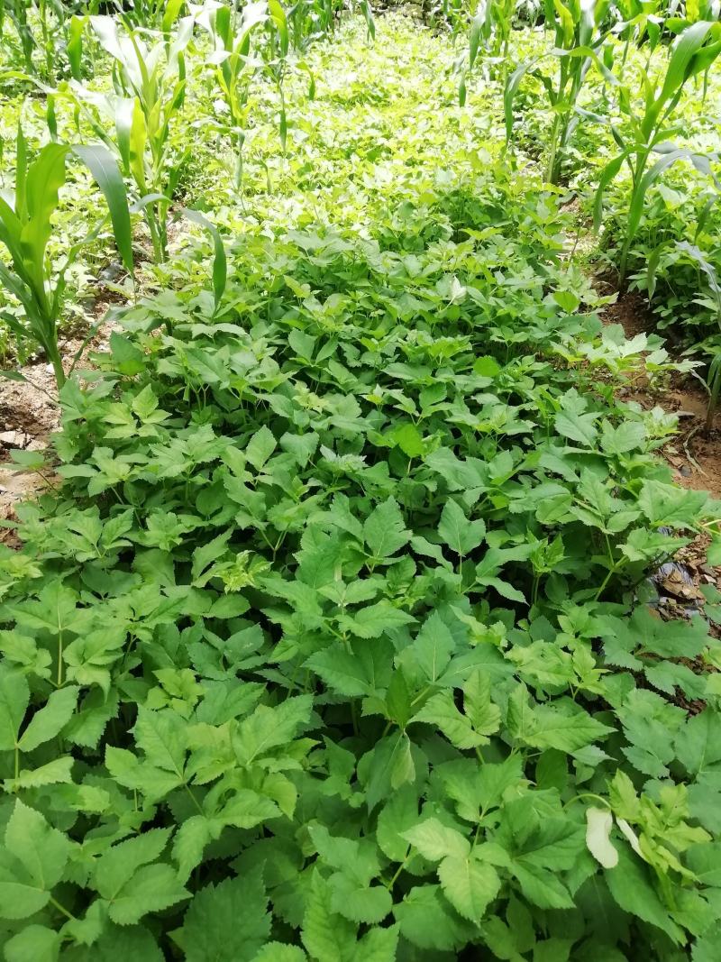 独活苗，重庆城口县，正宗肉独活苗，含量高，全国包邮，苗好