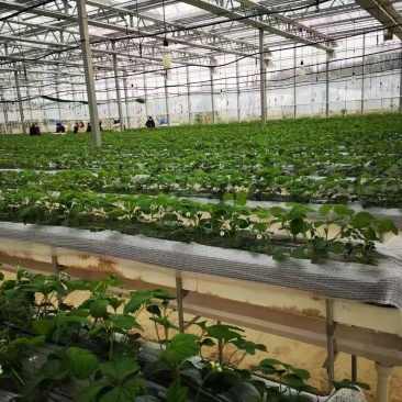 平度穴盘苗，无土栽培，无菌，病害隔离，提前上市，放心栽培