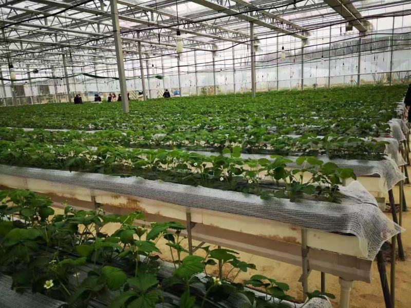 平度穴盘苗，无土栽培，无菌，病害隔离，提前上市，放心栽培