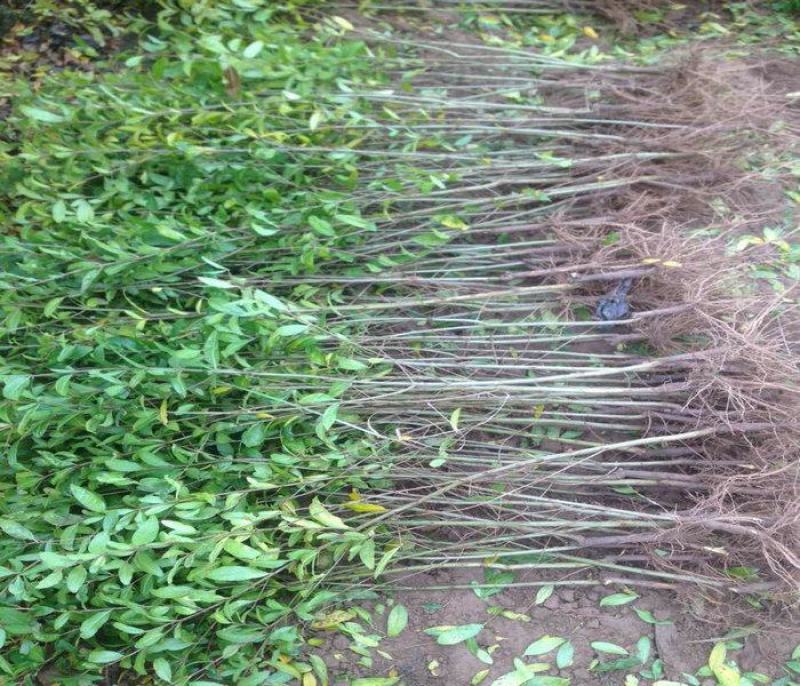 石榴树树苗嫁接突尼斯软籽当年结果盆栽地栽南北方种植