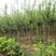 石榴树树苗嫁接突尼斯软籽当年结果盆栽地栽南北方种植