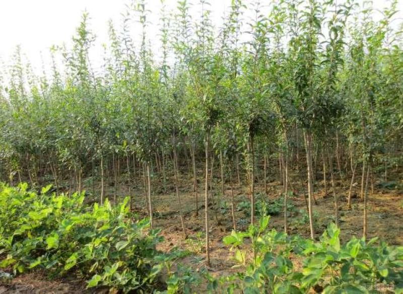 石榴树树苗嫁接突尼斯软籽当年结果盆栽地栽南北方种植