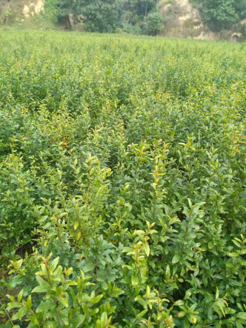 石榴树树苗嫁接突尼斯软籽当年结果盆栽地栽南北方种植