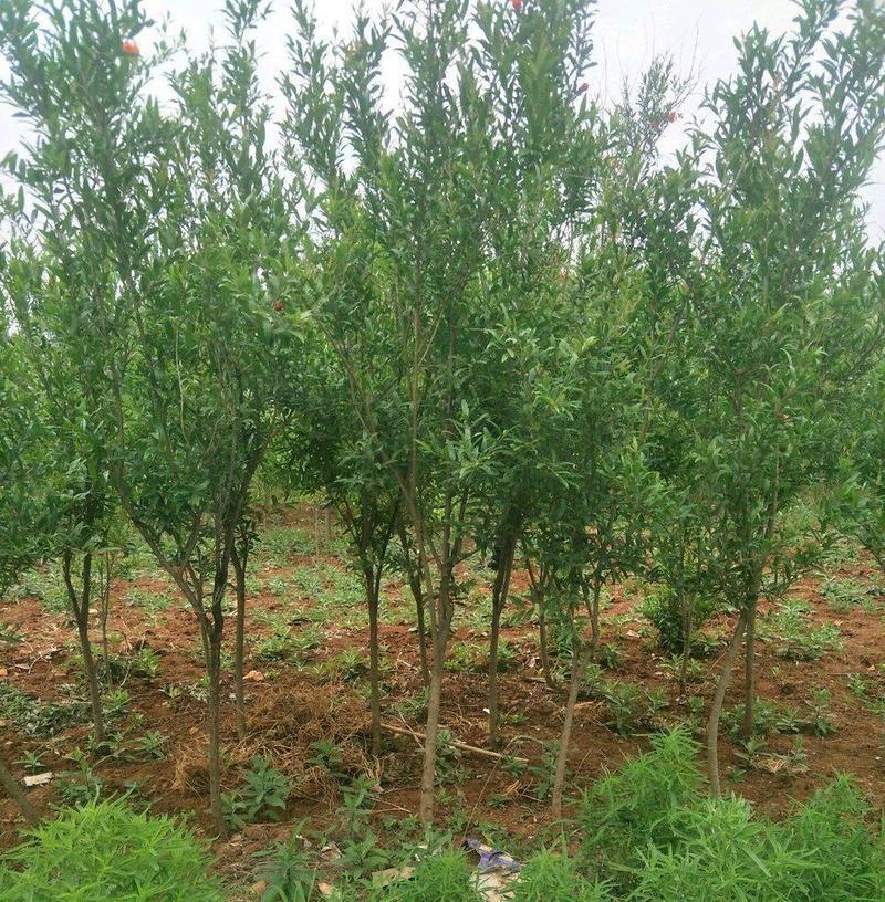 石榴树树苗嫁接突尼斯软籽当年结果盆栽地栽南北方种植