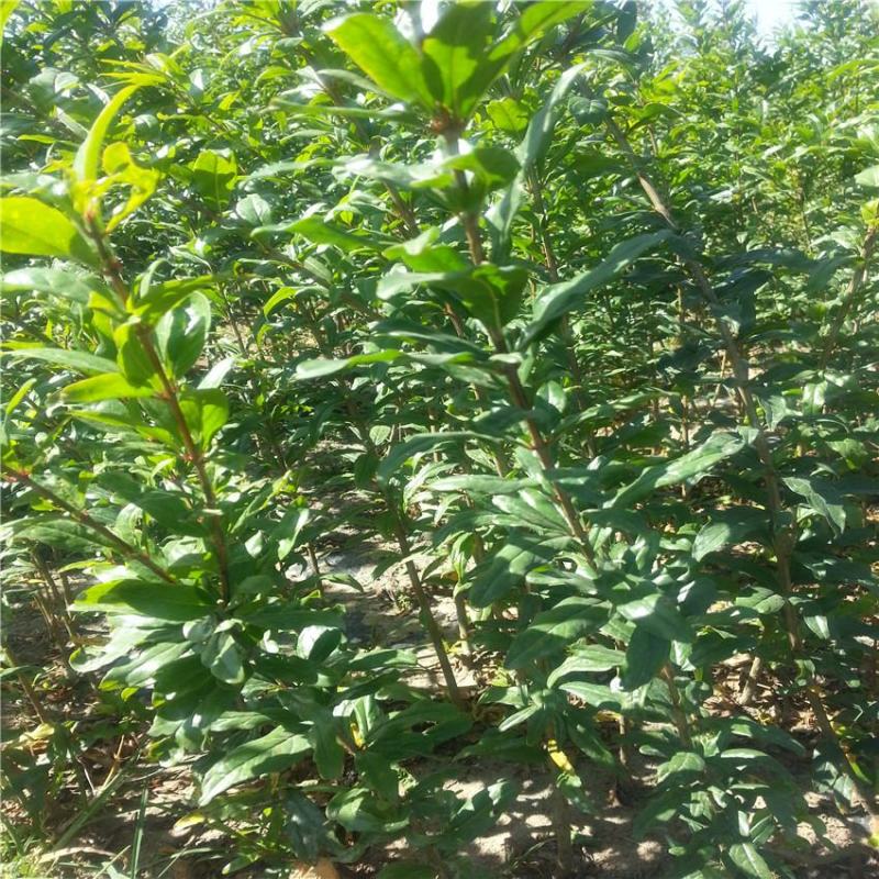 石榴树树苗嫁接突尼斯软籽当年结果盆栽地栽南北方种植