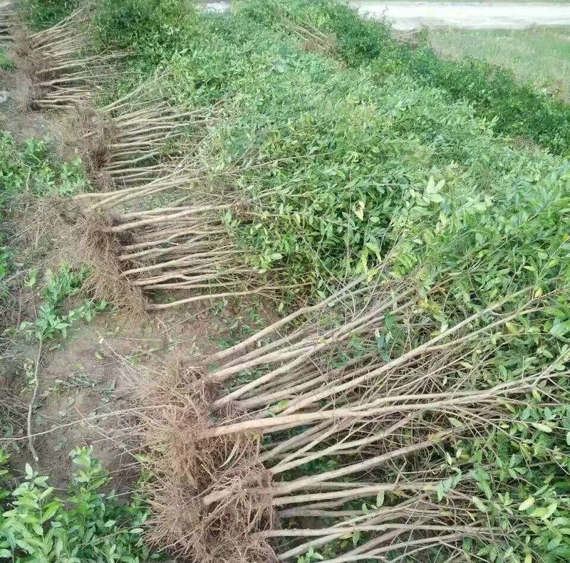 石榴树树苗嫁接突尼斯软籽当年结果盆栽地栽南北方种植