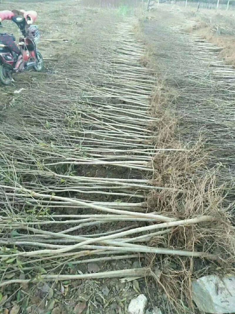 石榴树树苗嫁接突尼斯软籽当年结果盆栽地栽南北方种植