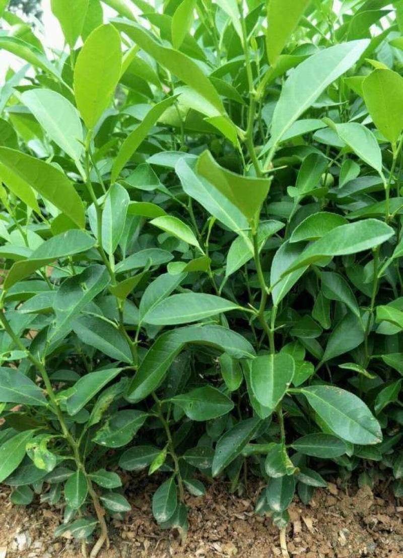 柠檬树苗带果柠檬苗绿植盆栽室内阳台庭院植物四季结果