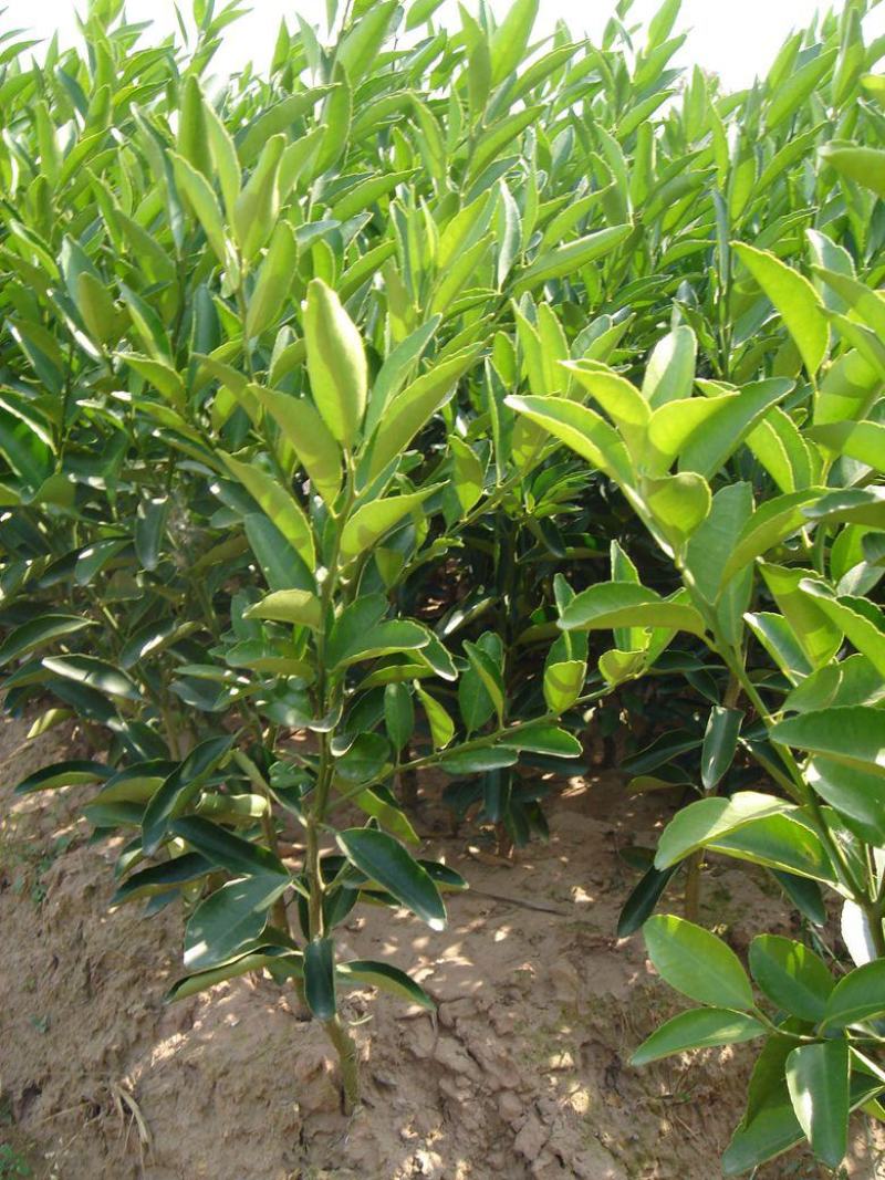 柠檬树苗带果柠檬苗绿植盆栽室内阳台庭院植物四季结果