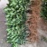 柠檬树苗带果柠檬苗绿植盆栽室内阳台庭院植物四季结果