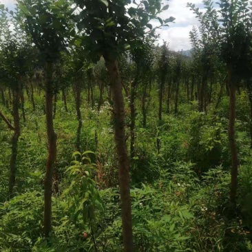 占地紫薇，4-6公分1万棵，价格优惠，桂林货，急处理