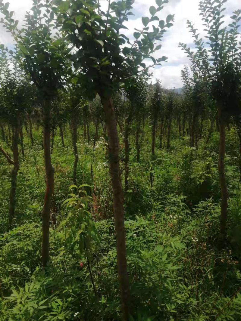 占地紫薇，4-6公分1万棵，价格优惠，桂林货，急处理
