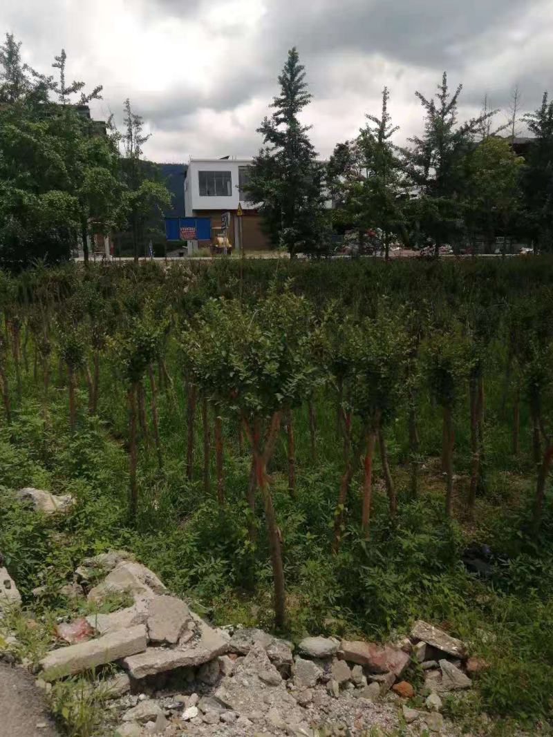 占地紫薇，4-6公分1万棵，价格优惠，桂林货，急处理