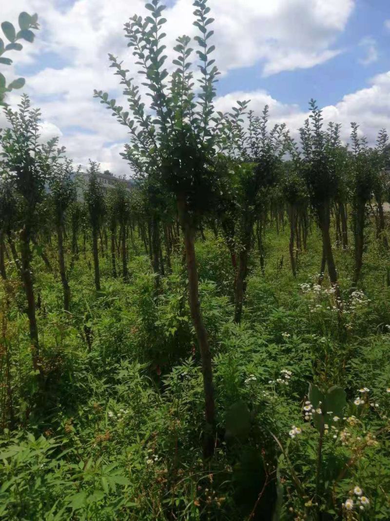 占地紫薇，4-6公分1万棵，价格优惠，桂林货，急处理