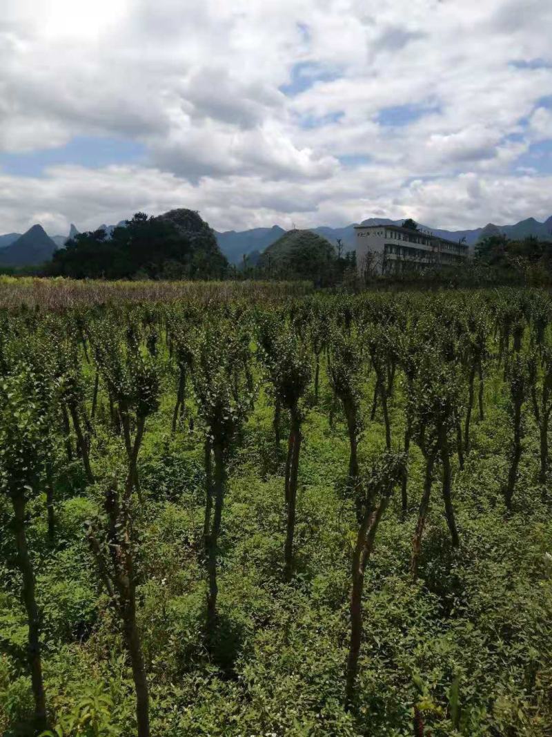 占地紫薇，4-6公分1万棵，价格优惠，桂林货，急处理