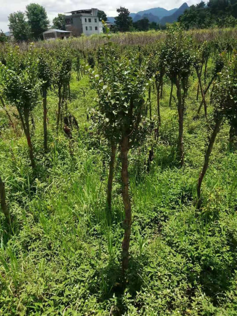 占地紫薇，4-6公分1万棵，价格优惠，桂林货，急处理