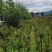 占地紫薇，4-6公分1万棵，价格优惠，桂林货，急处理