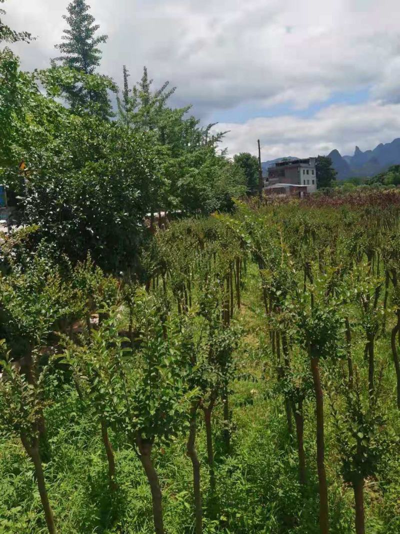 占地紫薇，4-6公分1万棵，价格优惠，桂林货，急处理