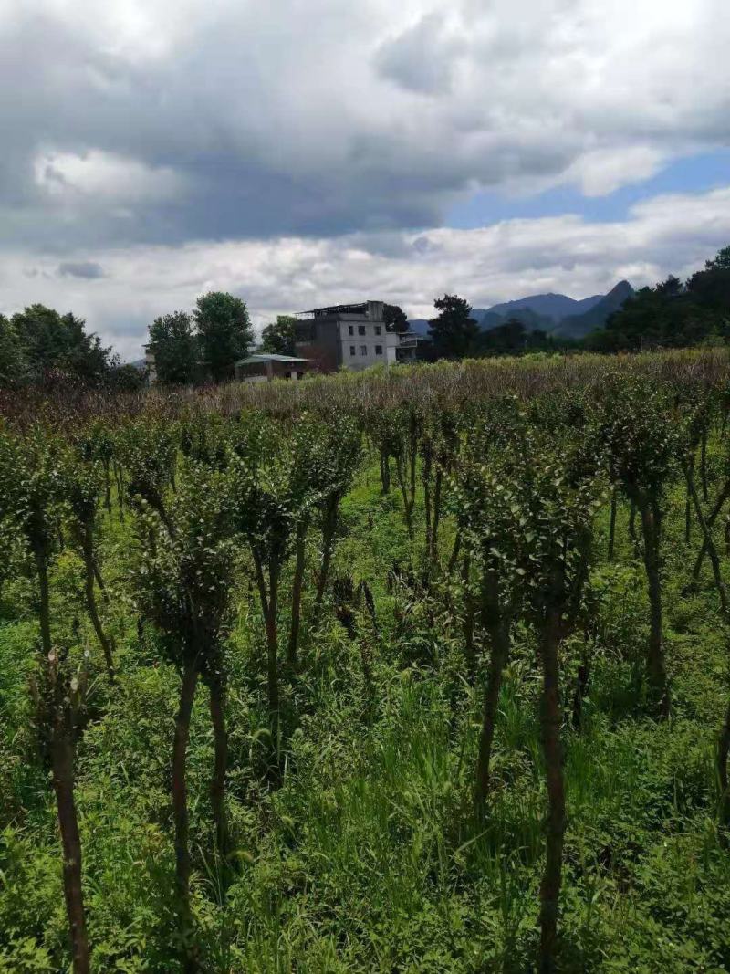 占地紫薇，4-6公分1万棵，价格优惠，桂林货，急处理