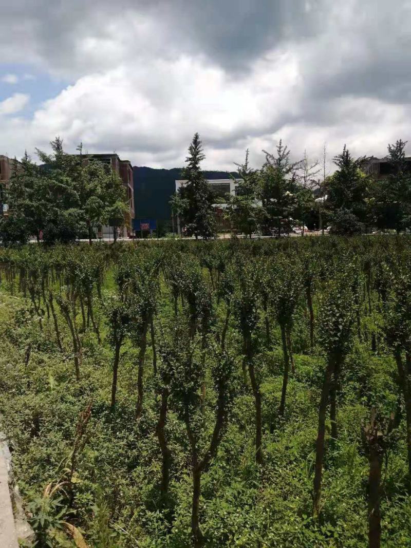 占地紫薇，4-6公分1万棵，价格优惠，桂林货，急处理