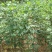 绿化苗木银杏树苗银杏苗白果小苗庭院植物行道树