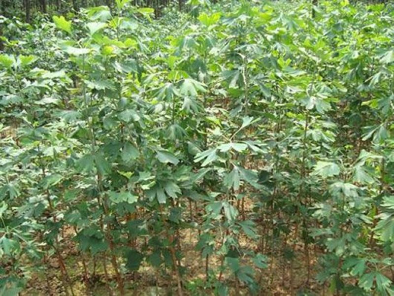绿化苗木银杏树苗银杏苗白果小苗庭院植物行道树