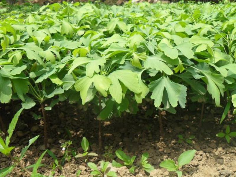 绿化苗木银杏树苗银杏苗白果小苗庭院植物行道树